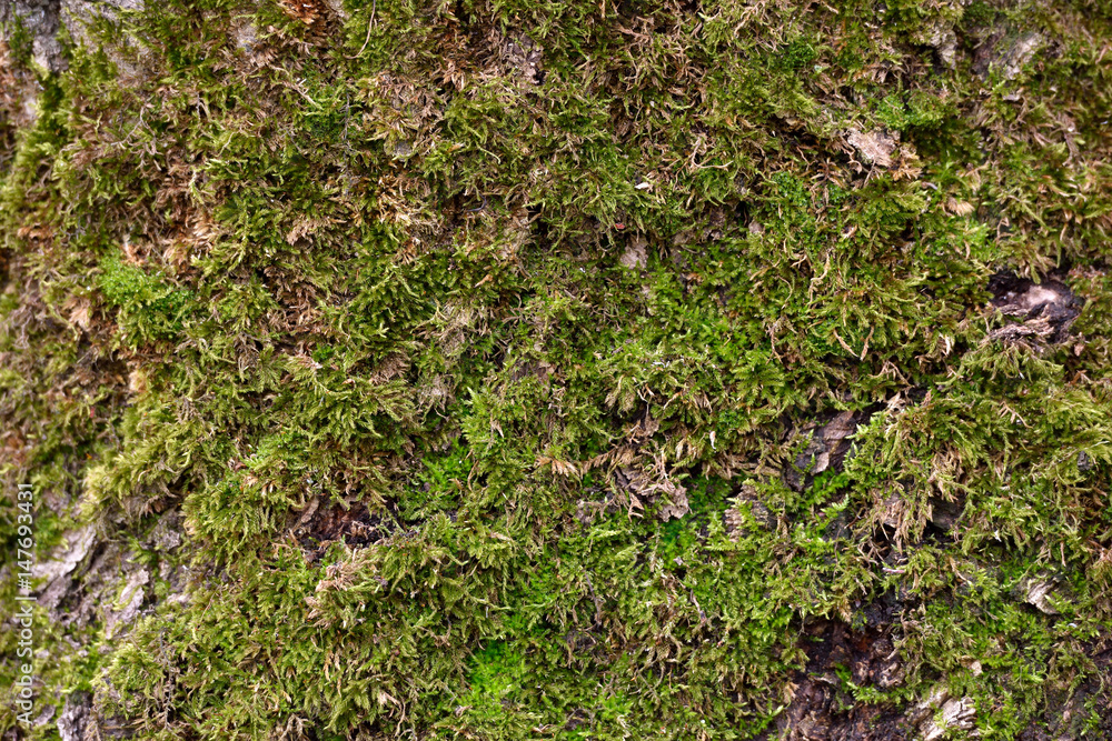 Fresh moss grows on a tree in the forest Fresh moss grows on a tree in the forest