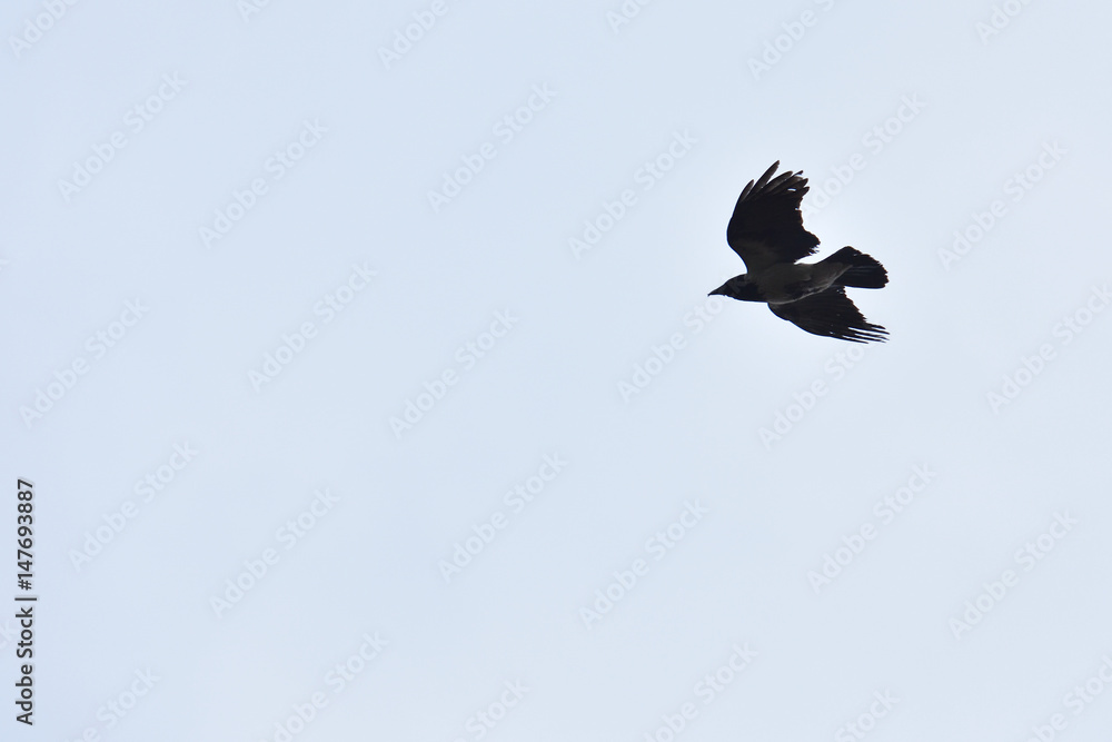 The raven flies in the sky in search of food The raven flies in the sky in search of food