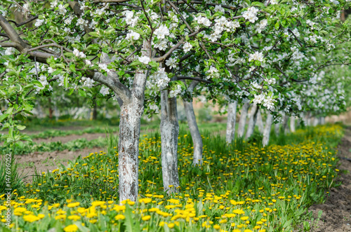 Fototapeta Naklejka Na Ścianę i Meble -  Rows of flowering fruit trees in the orchard