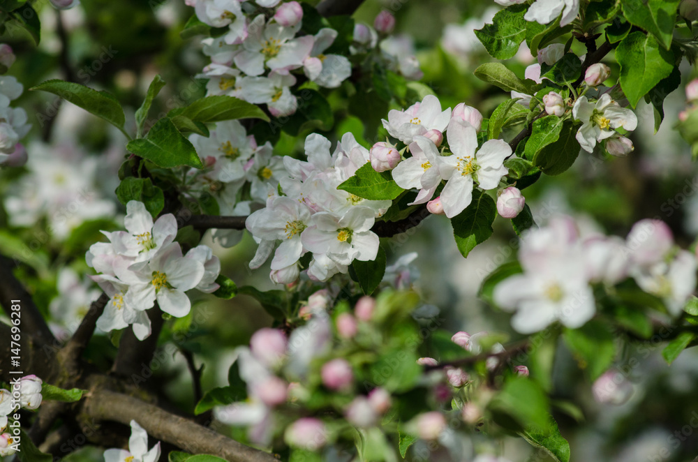 White flowers on the branches of a blossoming apple tree in the orchard White flowers on the branches of a blossoming apple tree in the orchard