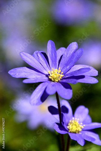 Purple spring daisy close-up