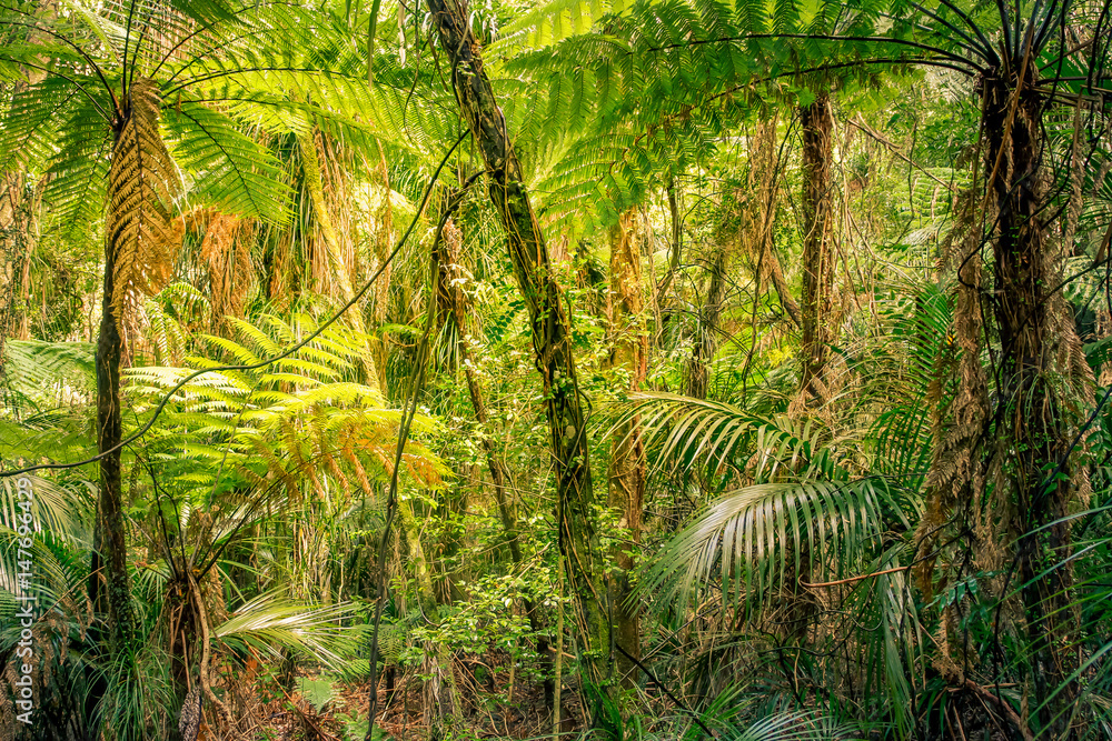 Fototapeta premium Jungle