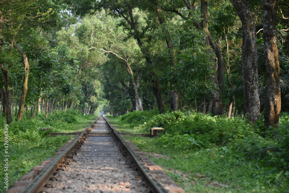 Railway path within a forest