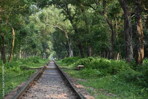 Railway path within a forest