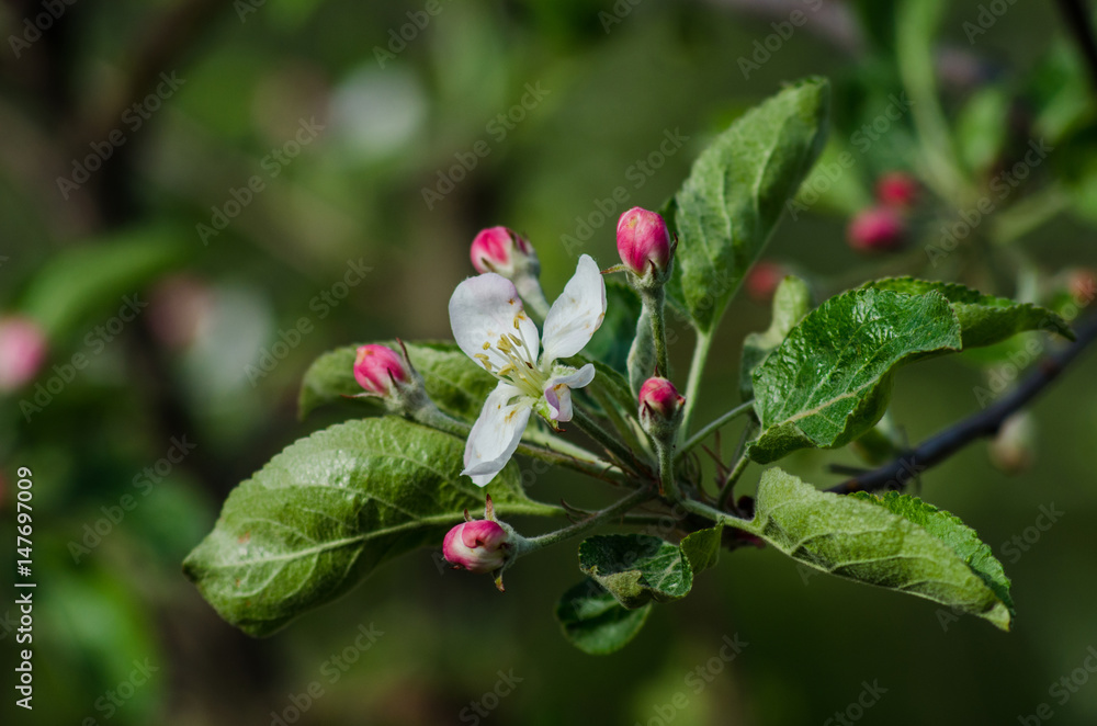 Flower on a branch of an apple tree in a fruit garden Flower on a branch of an apple tree in a fruit garden