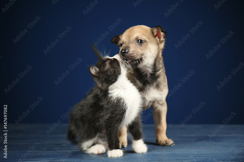 Cute little kitten and puppy on color background Cute little kitten and puppy on color background