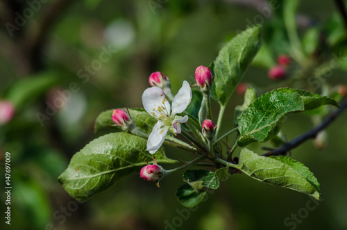 Flower on a branch of an apple tree in a fruit garden