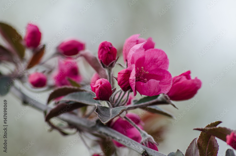 Apple tree branch with red flowers Apple tree branch with red flowers