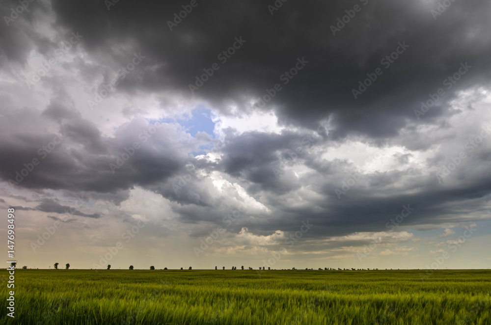 green wheat field and storm clouds green wheat field and storm clouds
