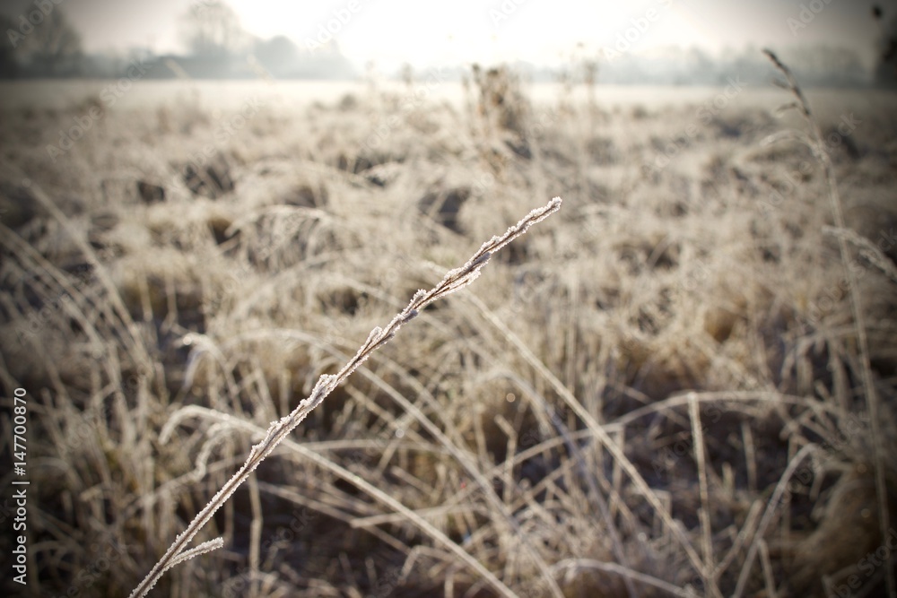 Obraz premium Grass in frost