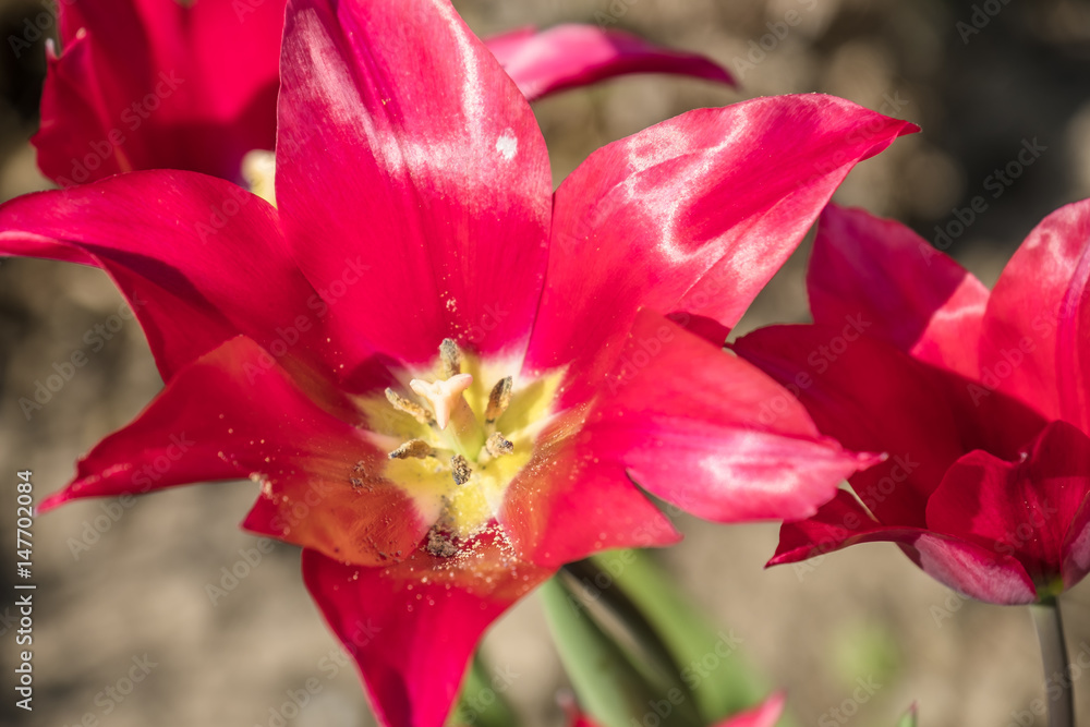 Red lily flowered tulip in Amsterdam, Netherlands Red lily flowered tulip in Amsterdam, Netherlands