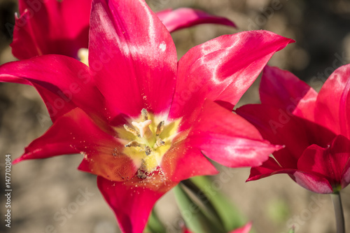 Red lily flowered tulip in Amsterdam  Netherlands