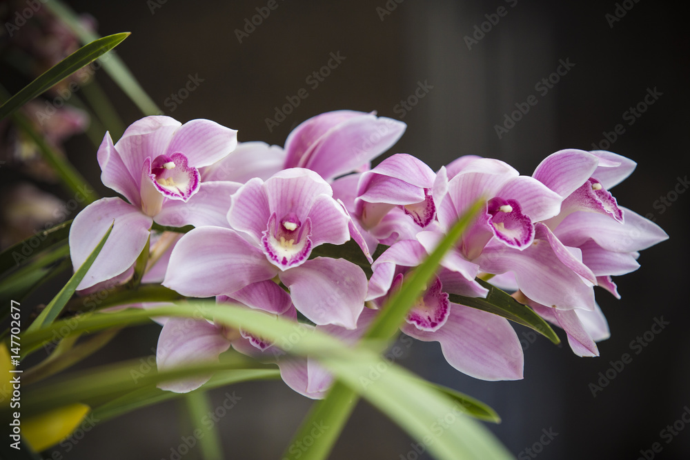 Fototapeta premium Colors streaked orchid flower, isolated on background