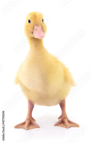 One yellow duckling.