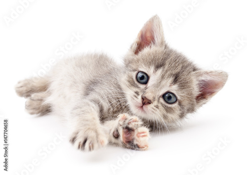 Small gray kitten. © olhastock
