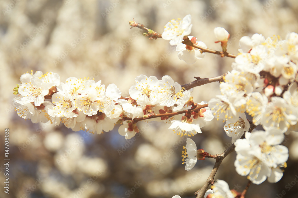 Branches of apricot tree flowers on blurred background Branches of apricot tree flowers on blurred background
