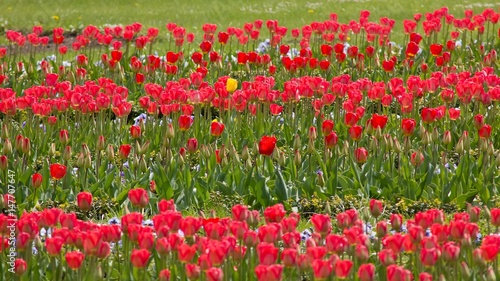 Red tulips for backgrounds.