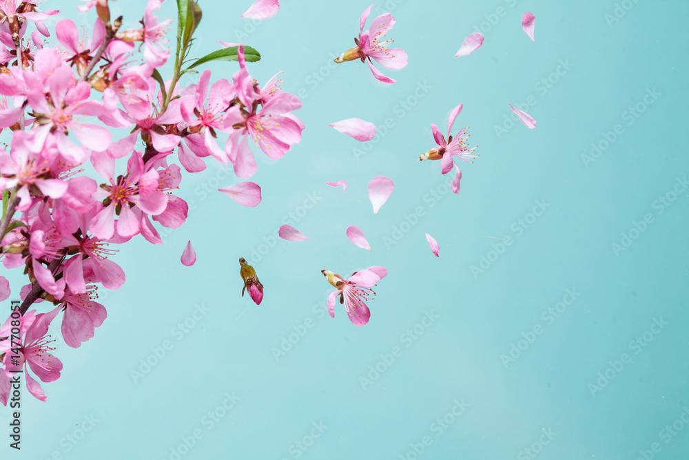 Spring blossom explosion Spring blossom explosion