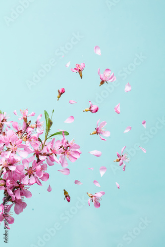 Spring blossom explosion