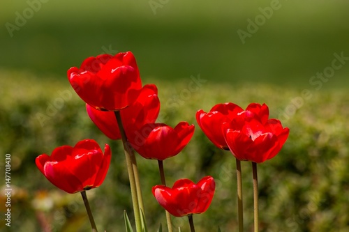 Red tulip for backgrounds. © venars.original