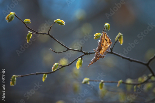 Branch with young and old l...