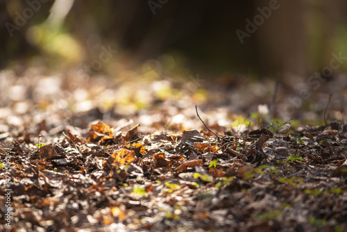 Forest floor with decaying leaves and some new green vegetation coming up during a sunny spring day
