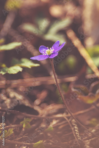 Blue spring flower or Hepat...