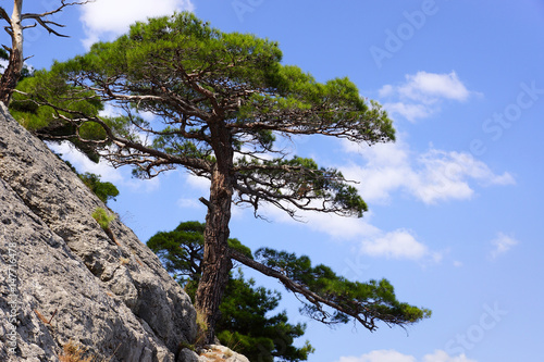 Crimean pine on the mountainside. Landscapes of the Black Sea.
A lonely tree on a rock. Blue sky.