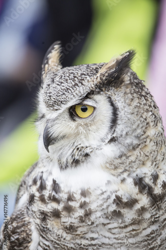 an owl outside