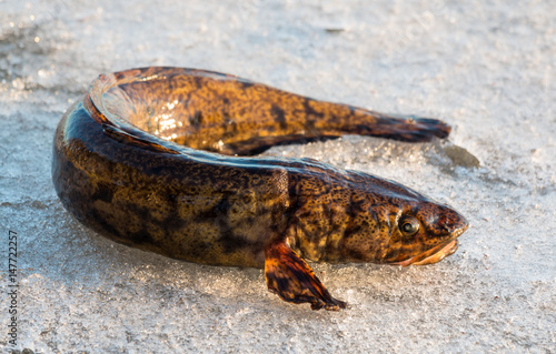 Billede på lærred Burbot fish on spring ice