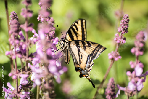 Swallowtail butterfly on purple sage plant. © Mary Lynn Strand