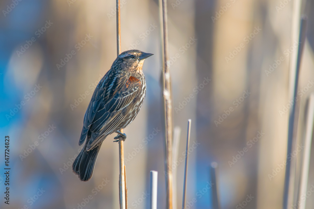 Naklejka premium Female Red Winged Blackbird