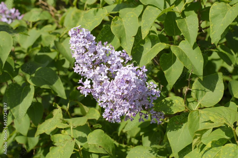 Lilac flowers on the branches. Beautiful purple lilac flowers outdoors. Lilac flowers on the branches. Beautiful purple lilac flowers outdoors.