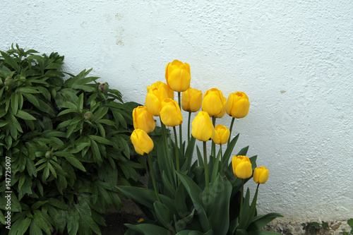 spring flower photo