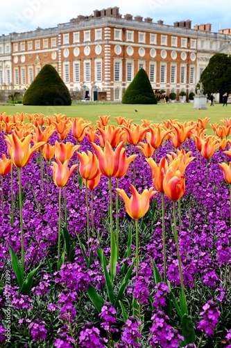 Hampton court Palace et ses tulipes 