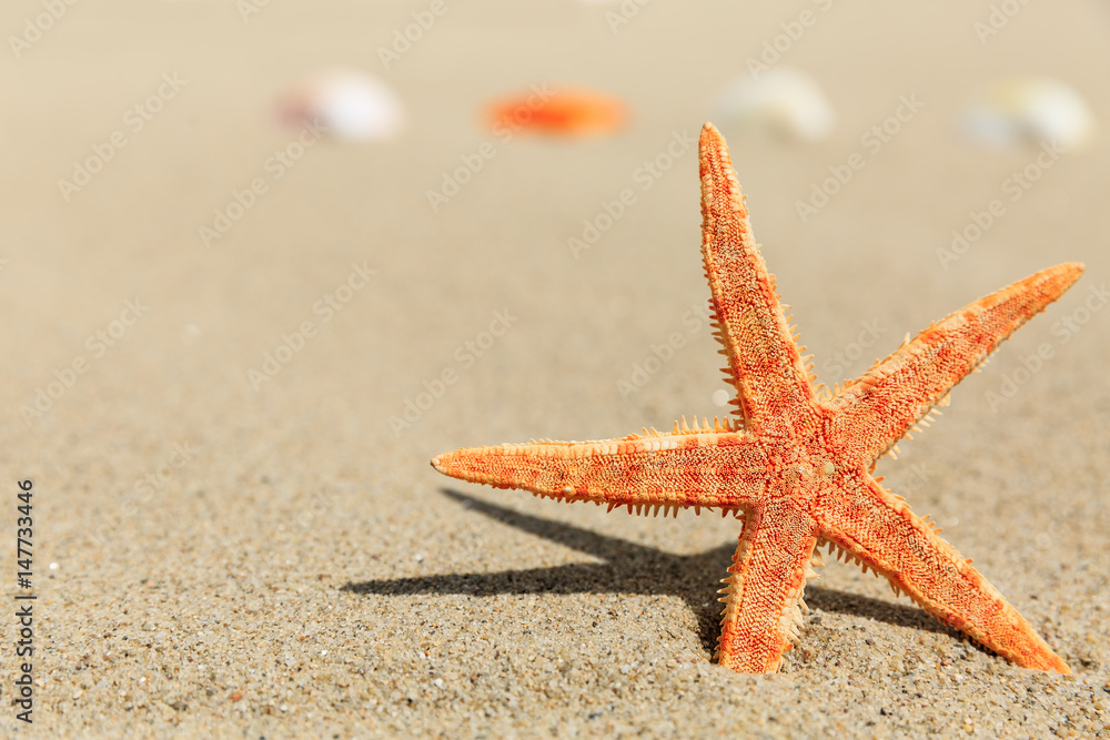 starfish and Shells on sandy beach starfish and Shells on sandy beach