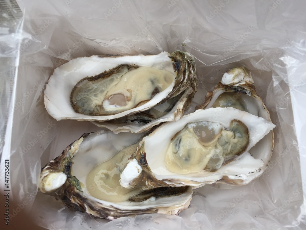 Tasmanian rock oyster Tasmanian rock oyster