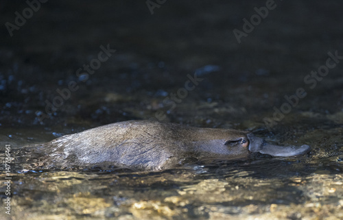 Platypus swimming in a Tasmanian creek.