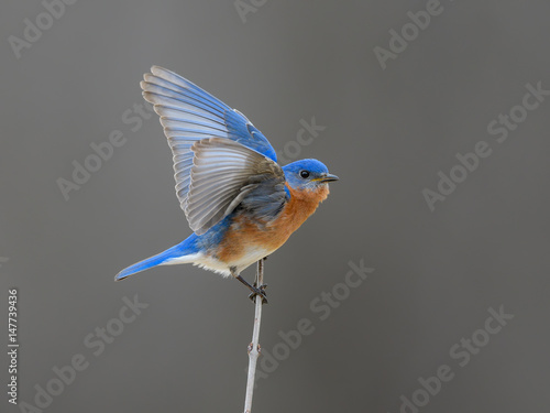 Male Eastern Bluebird with Open Wings