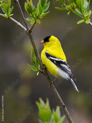 Male American Goldfinch Portrait in Spring