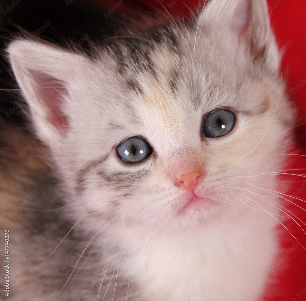 chaton de 4 semaines tigré et blanc