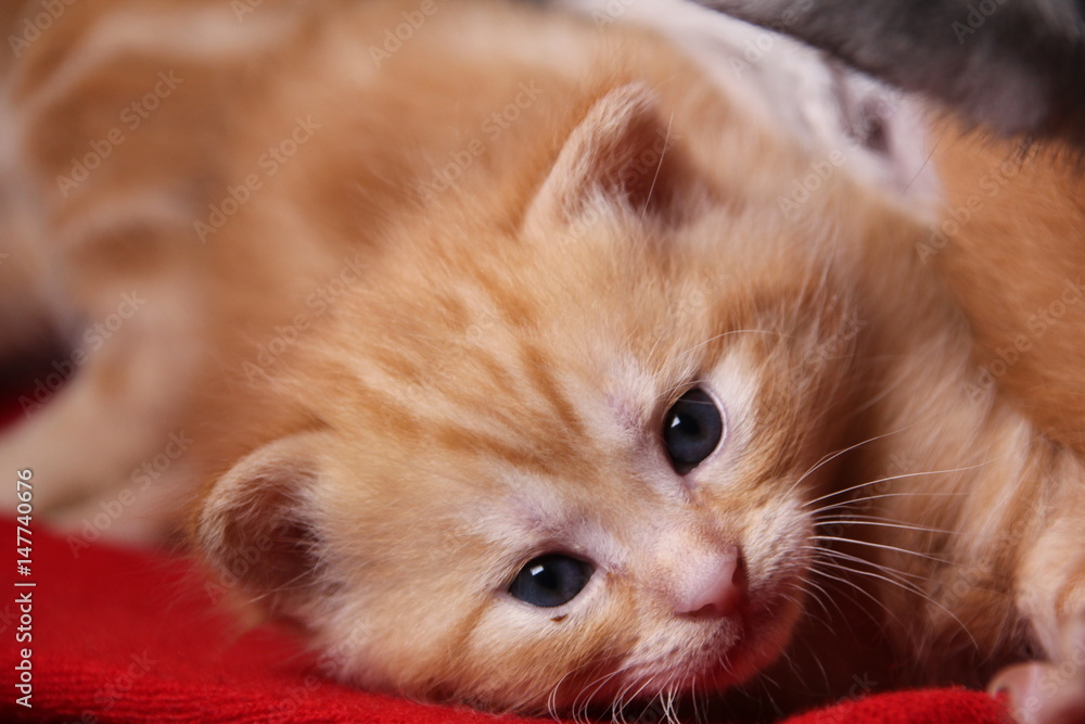 chaton roux couché qui nous regarde chaton roux couché qui nous regarde
