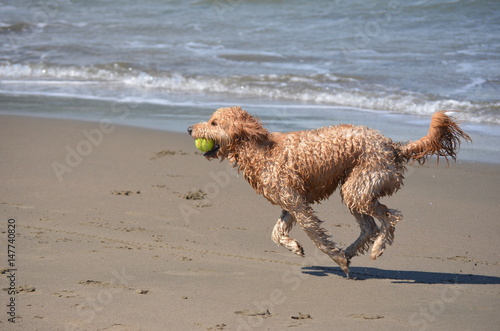 Perro corriendo en la playa junto a su pelota © anecaroline