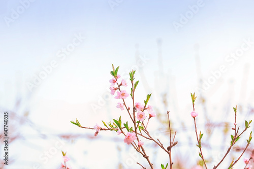 Blossoming spring branches, closeup © Africa Studio