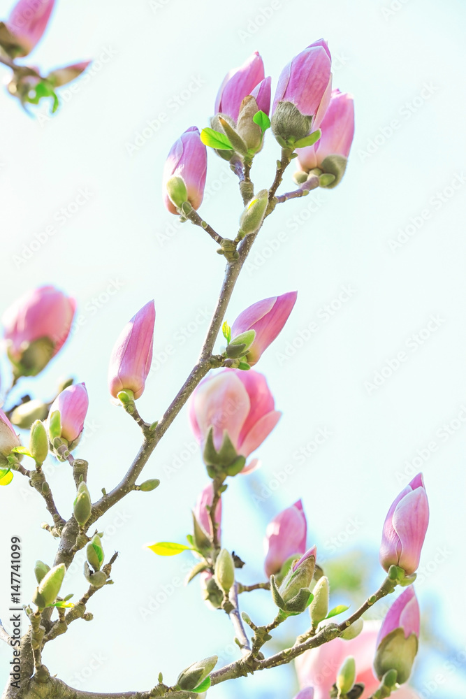 Branch of blooming tree flowers on blurred background