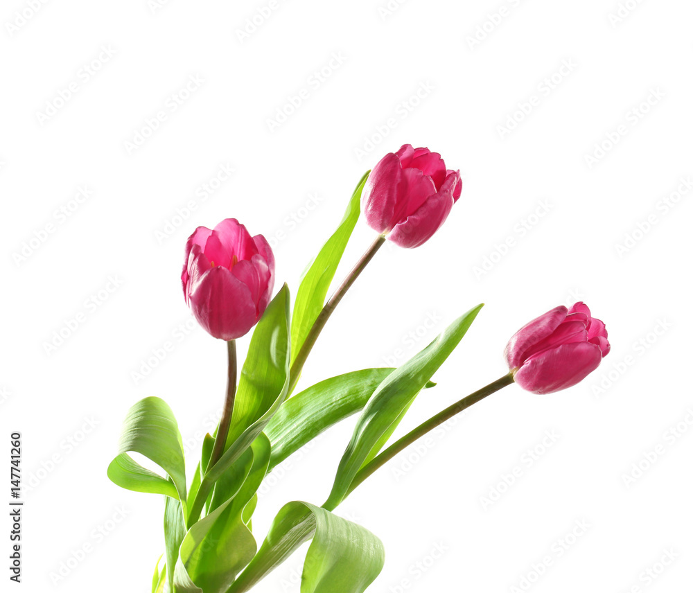 Beautiful lilac tulips on white background Beautiful lilac tulips on white background