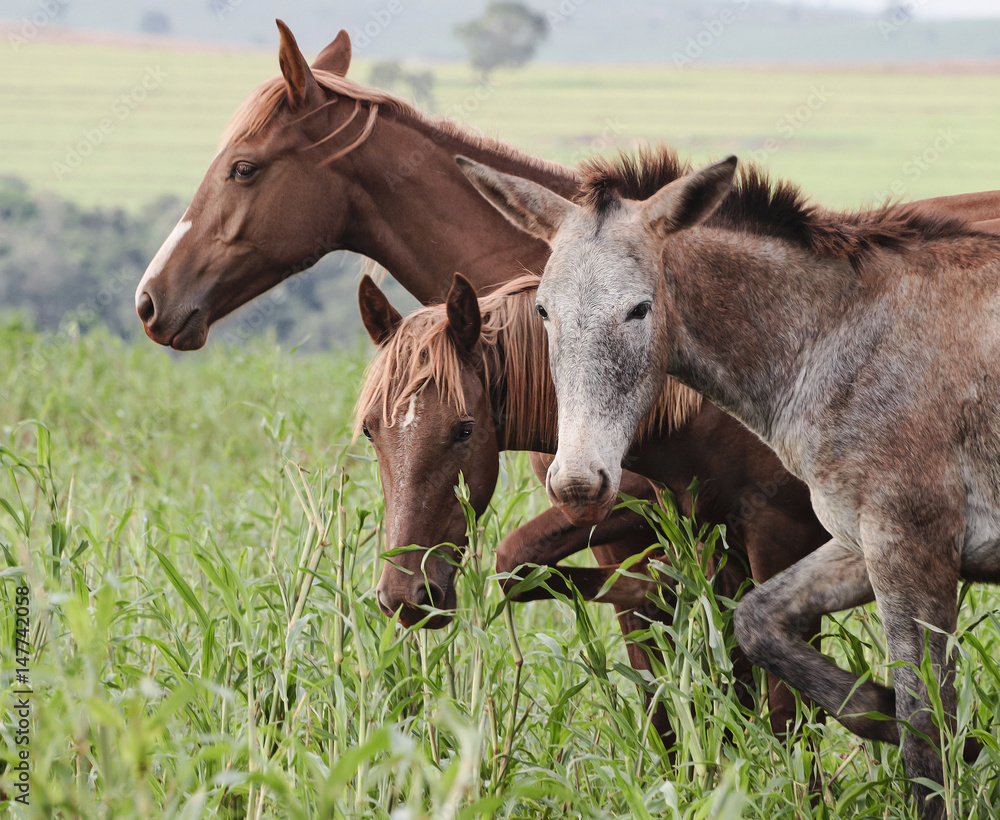 Fototapeta premium Farm animals: A donkey and two horses
