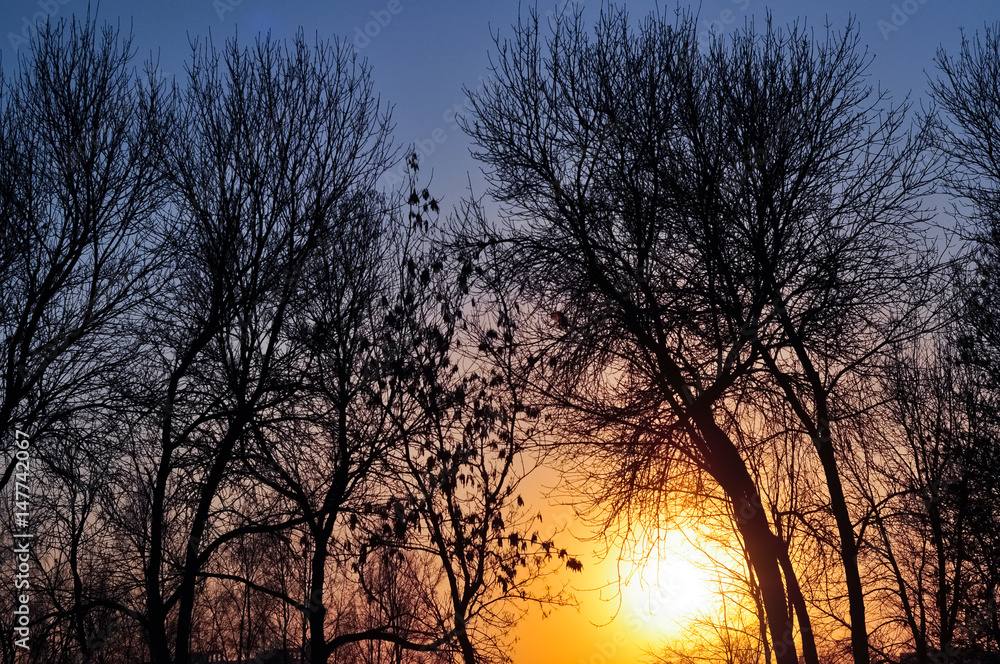Trees silhouettes against the rising sun. Morning dawn scene