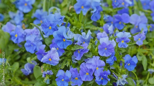 purple flowers with drops of dew.