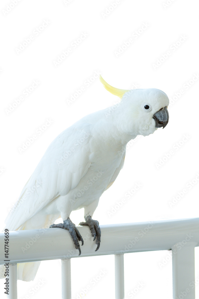 sulphur crested cockatoo on a balconey railing sulphur crested cockatoo on a balconey railing